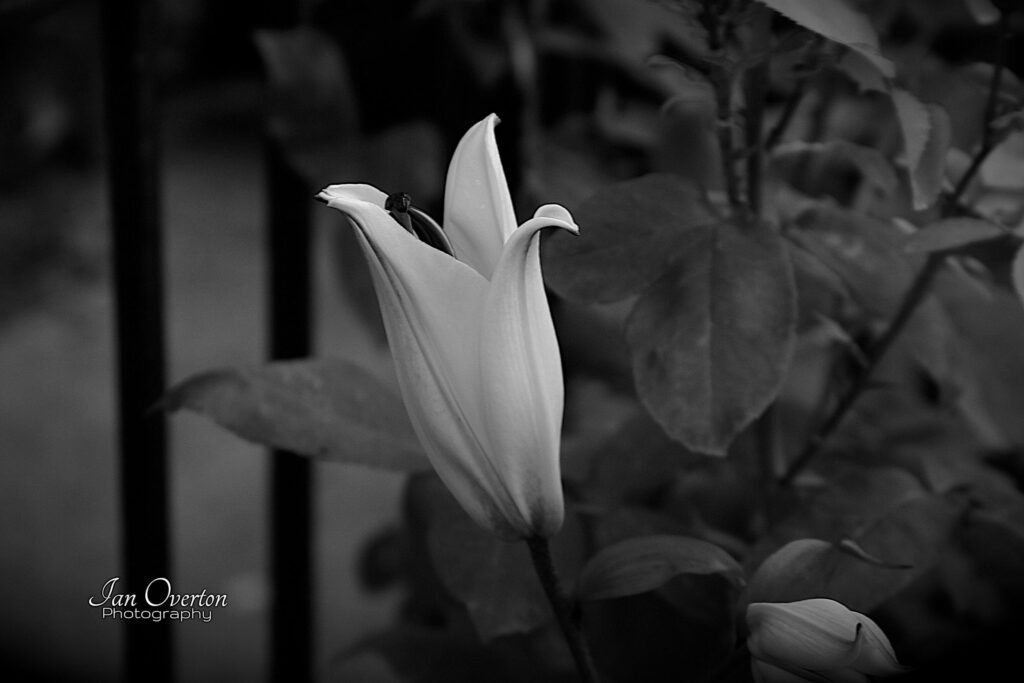 Budding Lily Oriental In Monochrome