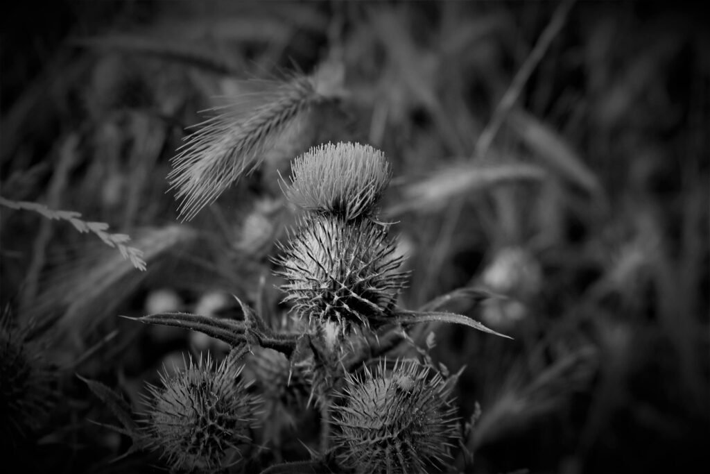 Coastal Thistle