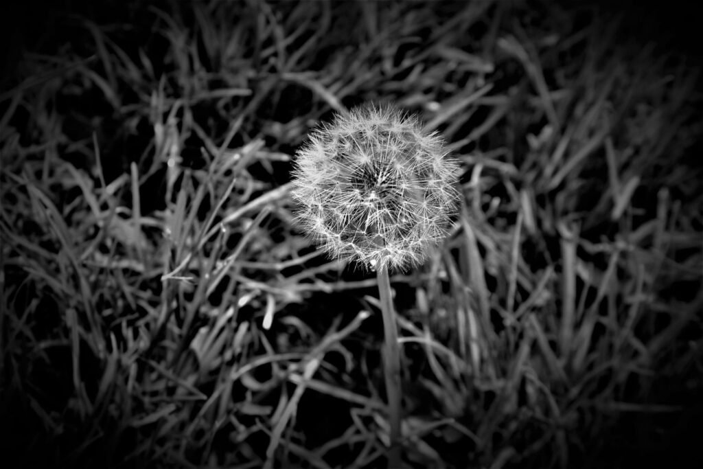 Dandelion