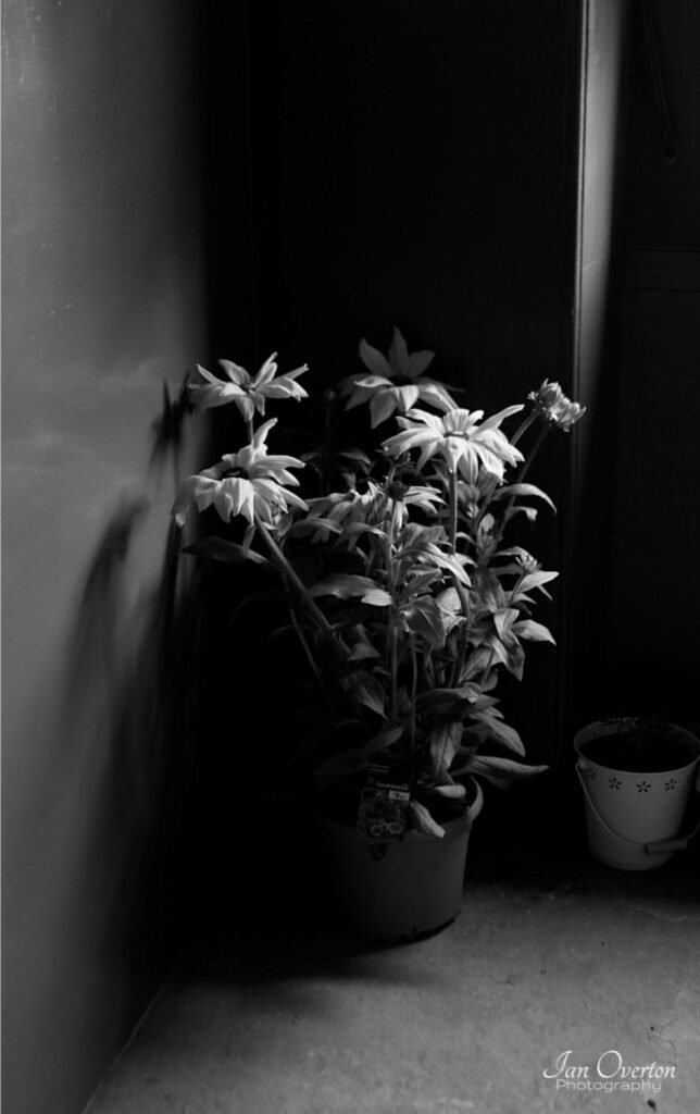 Flower In The Hall