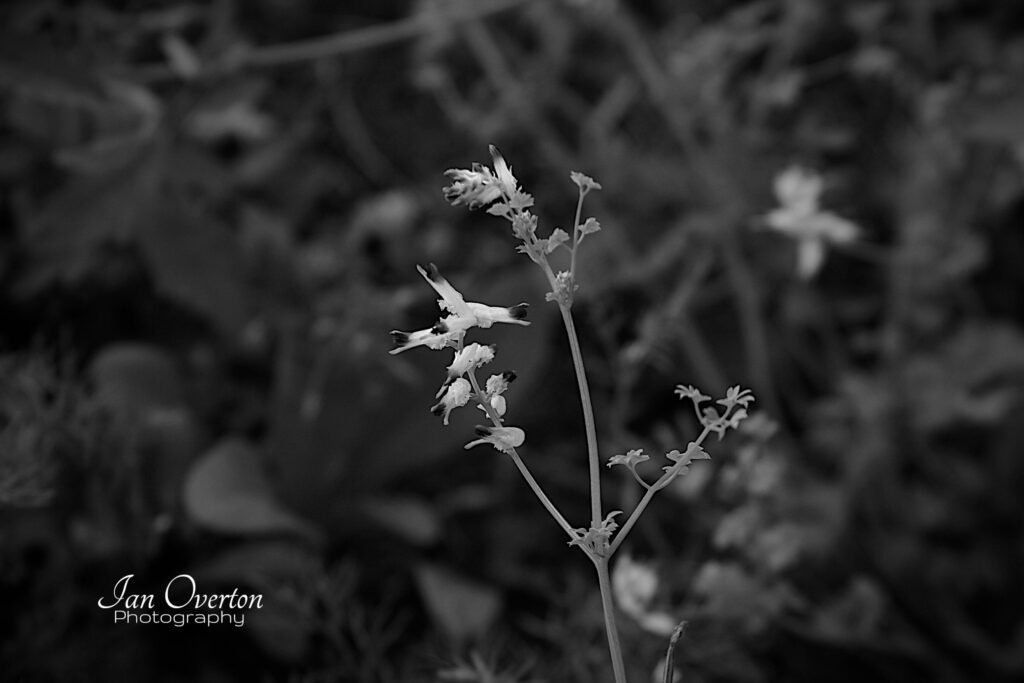 Grass Side Verge Wild Flower