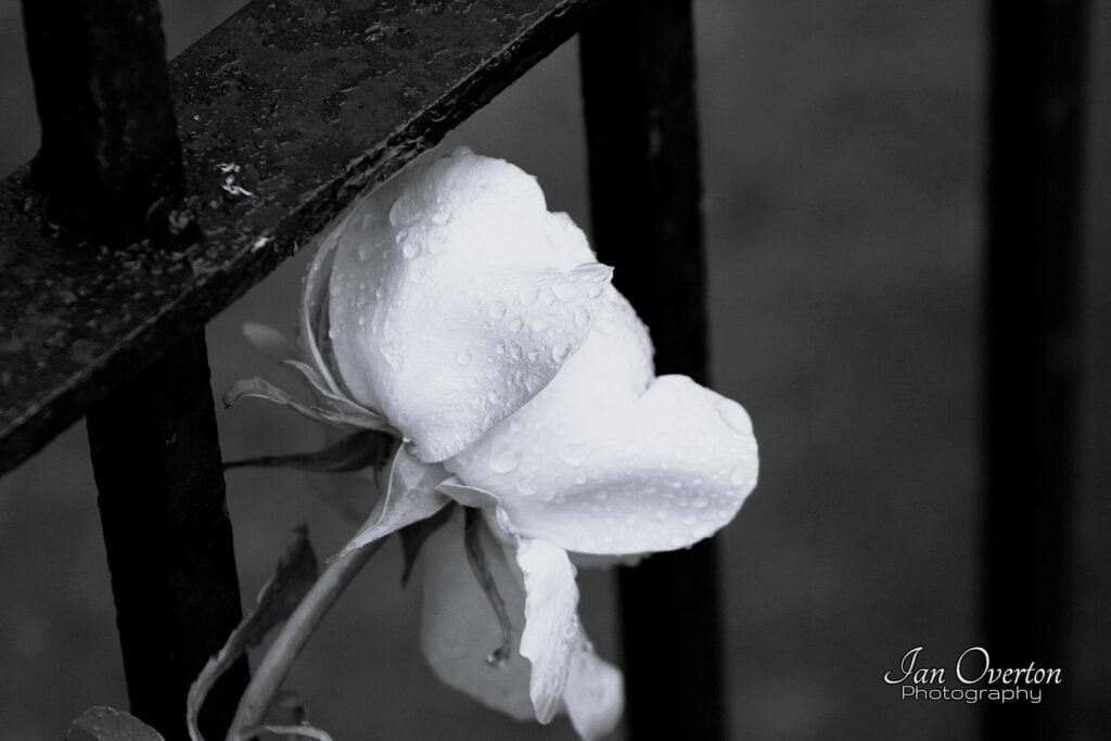 Iron Fence Rose