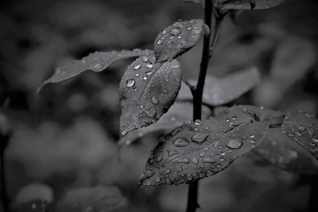 Rain On Rose Leaves