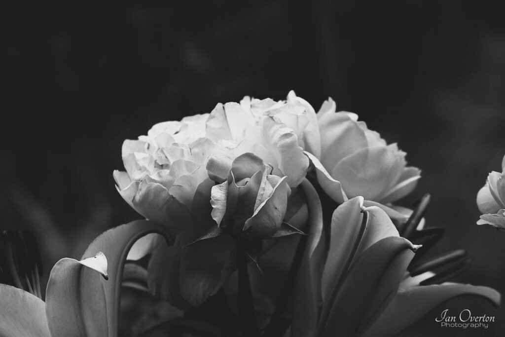 Rose Amongst The Flowers