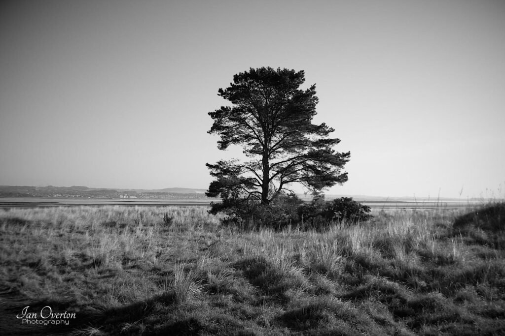 Tree at the Mouth of the Firth of Tay