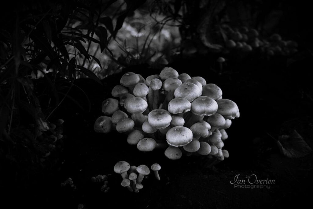 Wild Mushrooms In Baxter Park In Monochrome